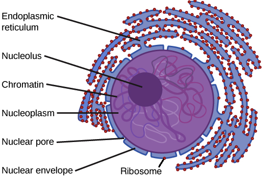 Detail Nuclear Envelope Def Nomer 48