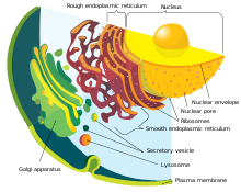 Detail Nuclear Envelope Def Nomer 9