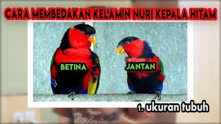 Detail Nuri Kepala Hitam Jantan Nomer 2