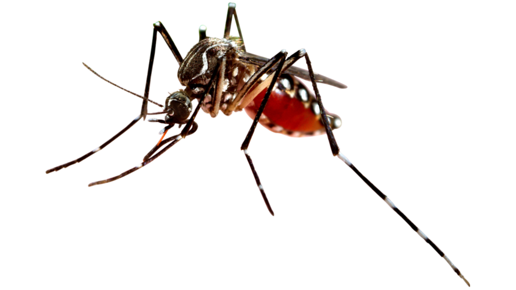 Detail Nyamuk Aedes Aegypti Png Nomer 11