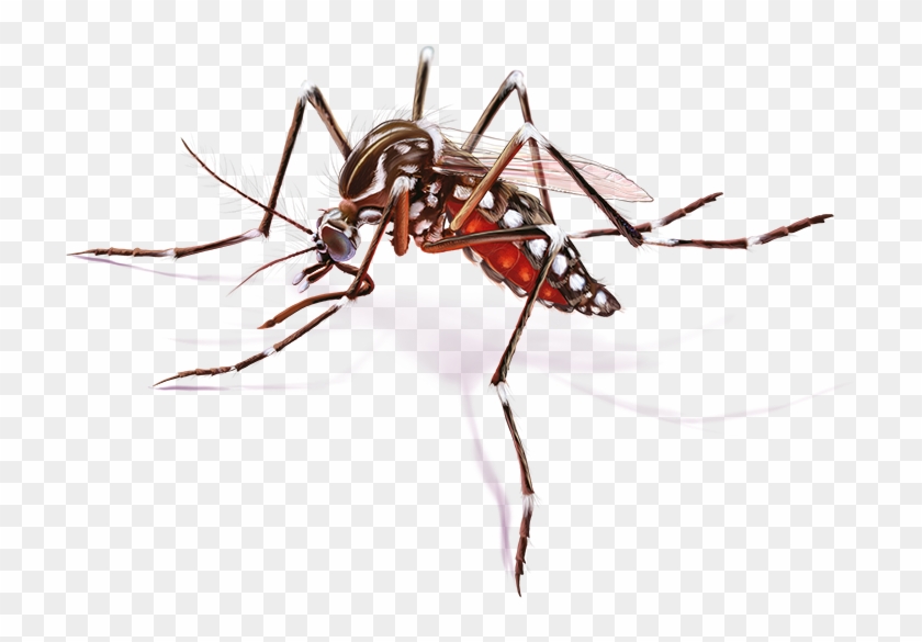 Detail Nyamuk Aedes Aegypti Png Nomer 3