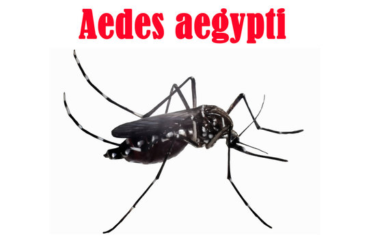 Detail Nyamuk Aedes Aegypti Png Nomer 31