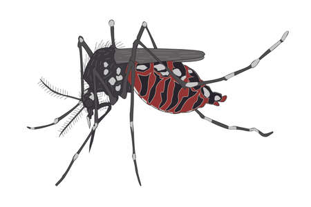 Detail Nyamuk Aedes Aegypti Png Nomer 32