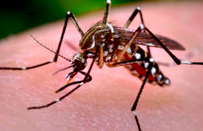 Detail Nyamuk Aedes Aegypti Png Nomer 33
