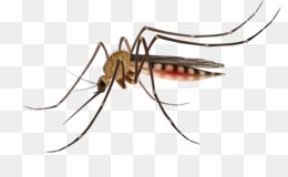 Detail Nyamuk Aedes Aegypti Png Nomer 34