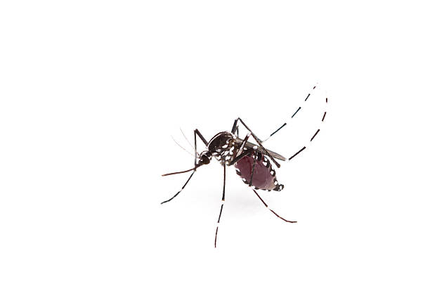 Detail Nyamuk Aedes Aegypti Png Nomer 36