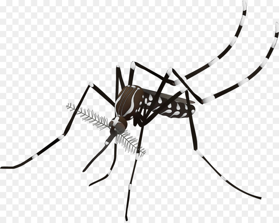 Detail Nyamuk Aedes Aegypti Png Nomer 40