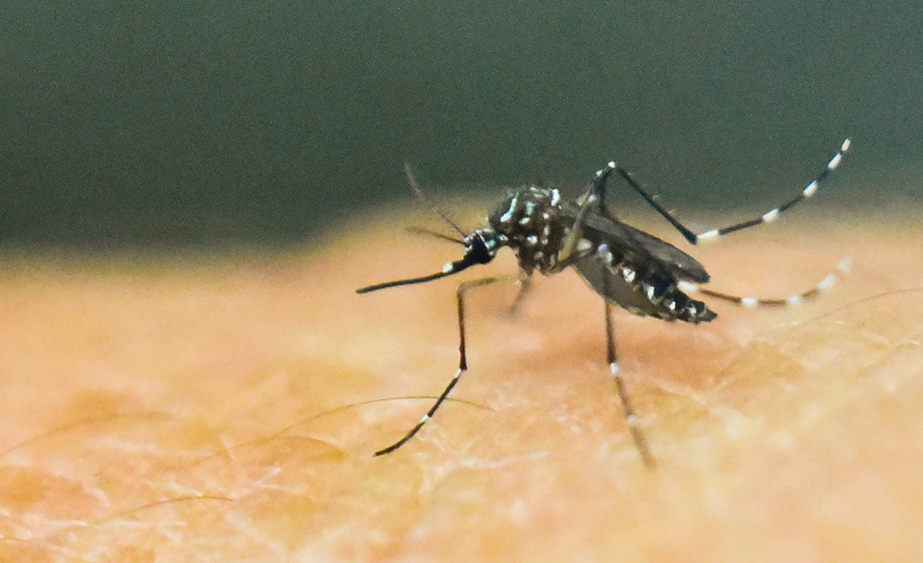 Detail Nyamuk Aedes Aegypti Png Nomer 47