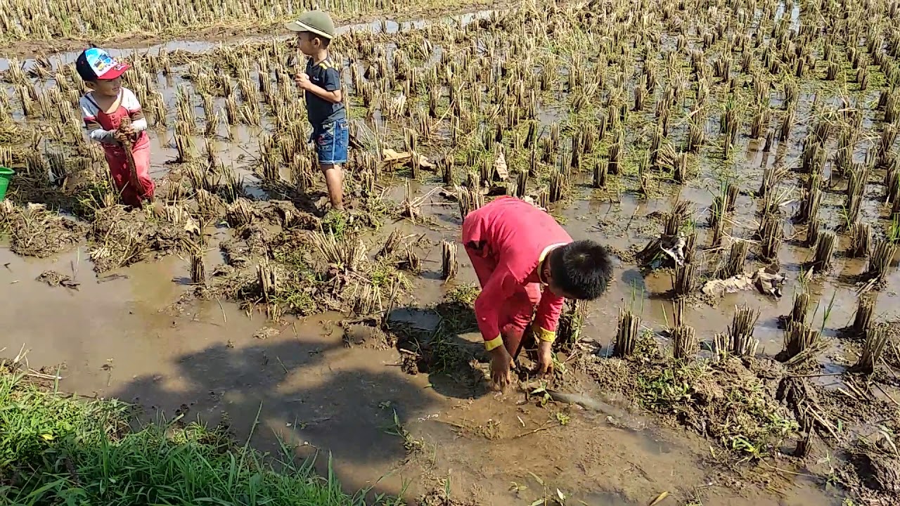 Nyari Ikan Di Sawah - KibrisPDR