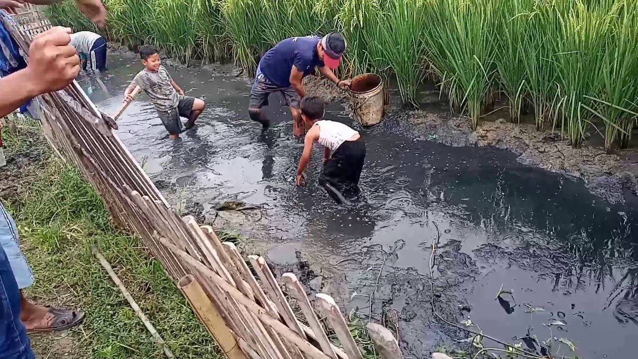 Detail Nyari Ikan Di Sawah Nomer 2