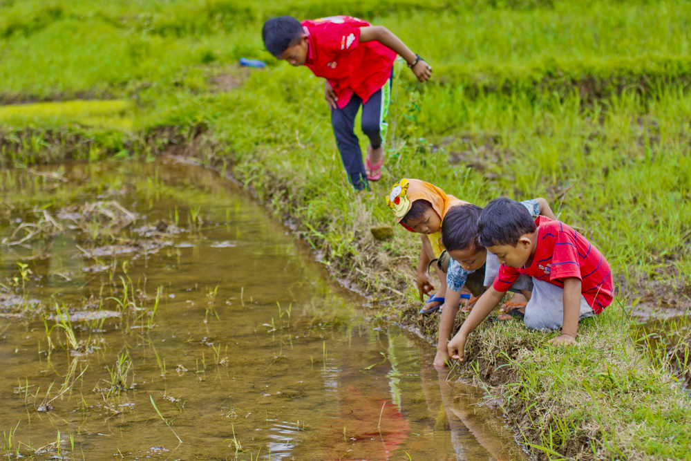 Detail Nyari Ikan Di Sawah Nomer 14