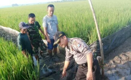 Detail Nyari Ikan Di Sawah Nomer 20