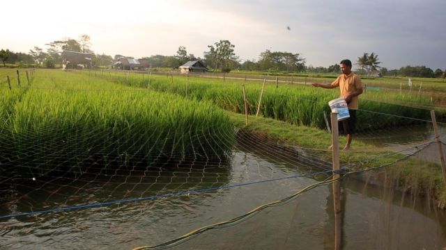 Detail Nyari Ikan Di Sawah Nomer 21