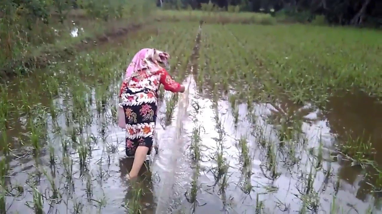 Detail Nyari Ikan Di Sawah Nomer 4