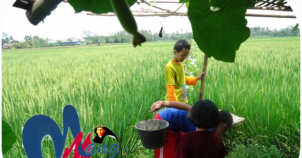 Detail Nyari Ikan Di Sawah Nomer 6