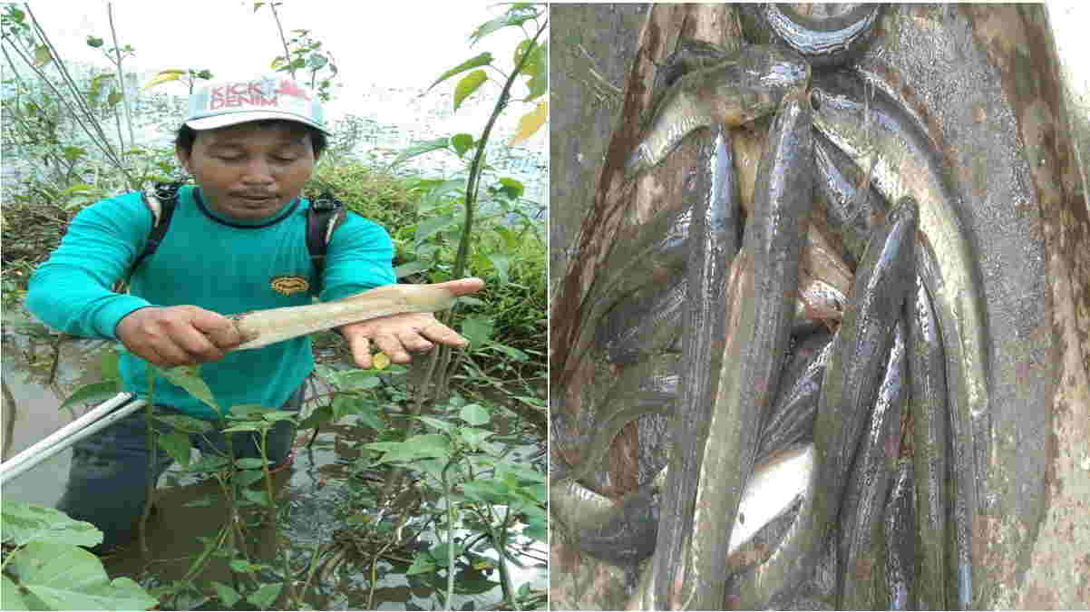 Detail Nyari Ikan Di Sawah Nomer 49