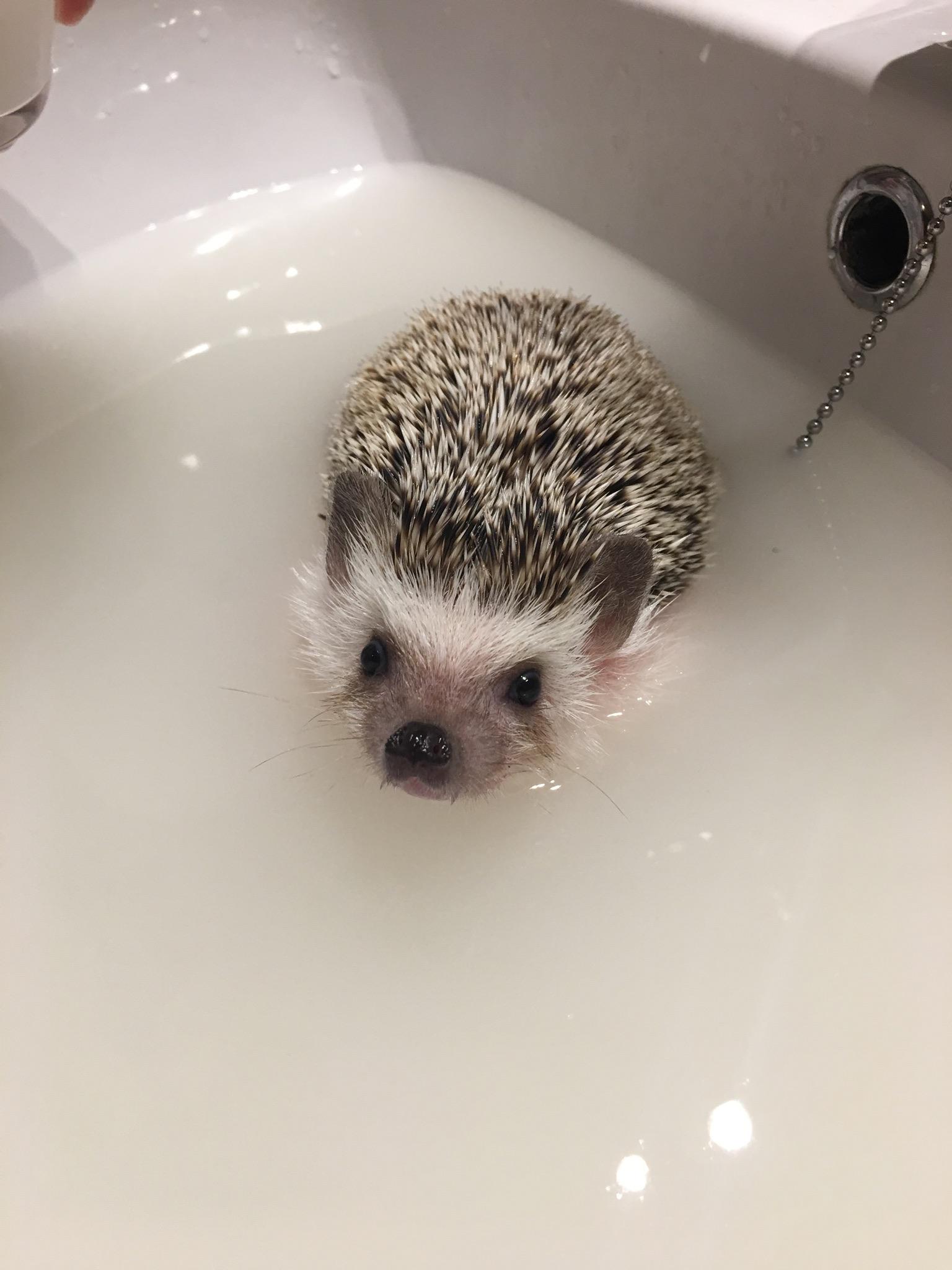 Detail Oatmeal Bath For Hedgehog Nomer 2