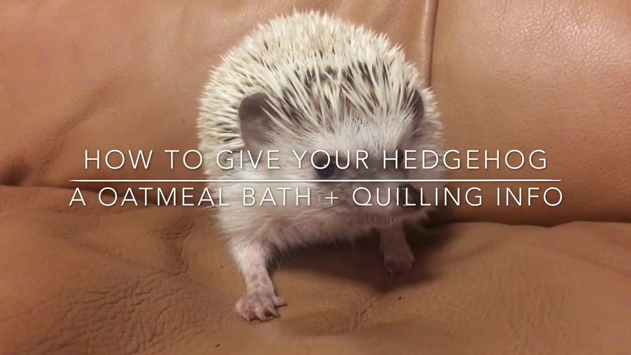 Detail Oatmeal Bath For Hedgehog Nomer 9