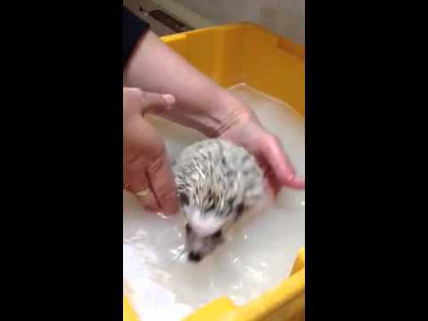 Detail Oatmeal Bath For Hedgehog Nomer 11