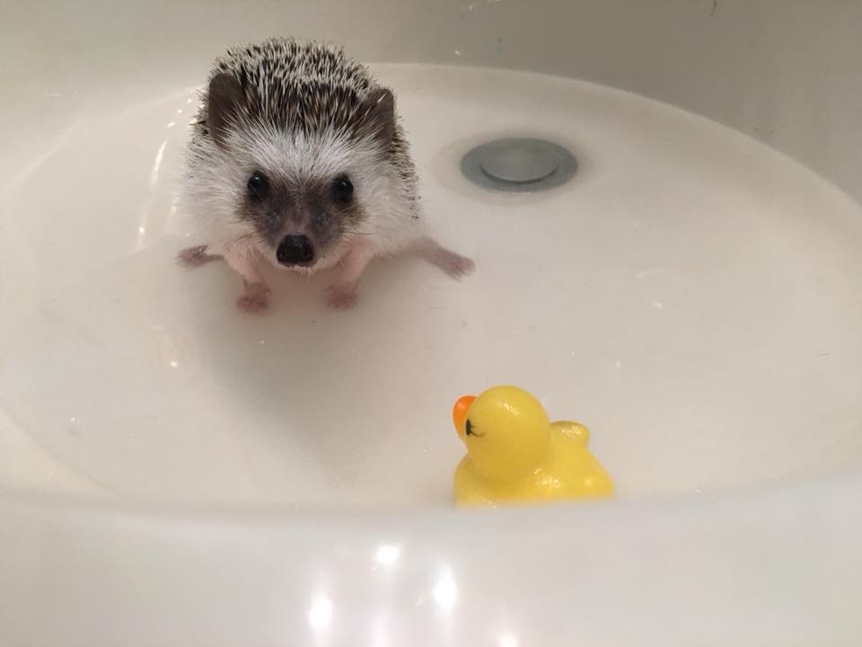 Detail Oatmeal Bath For Hedgehog Nomer 3