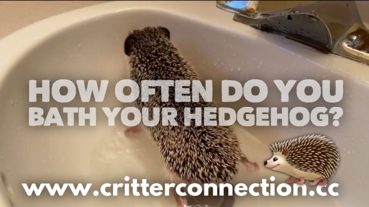 Detail Oatmeal Bath For Hedgehog Nomer 17