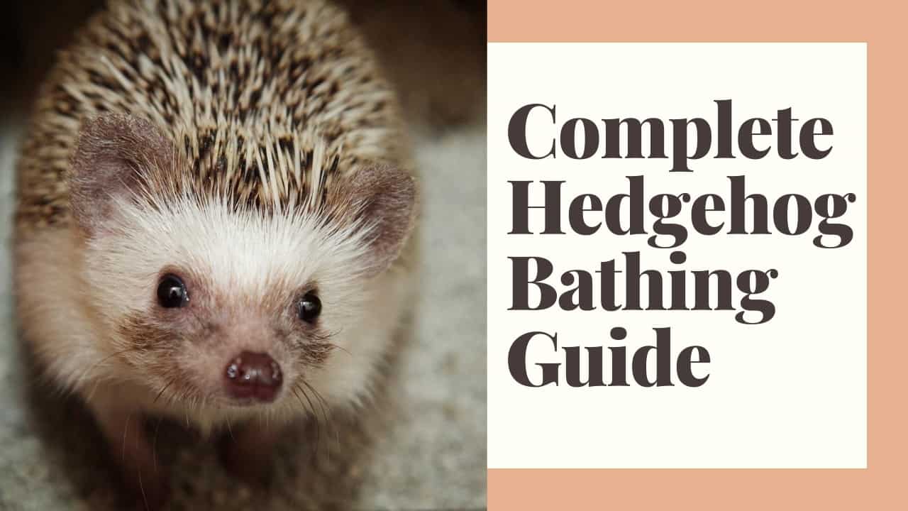 Detail Oatmeal Bath For Hedgehog Nomer 23