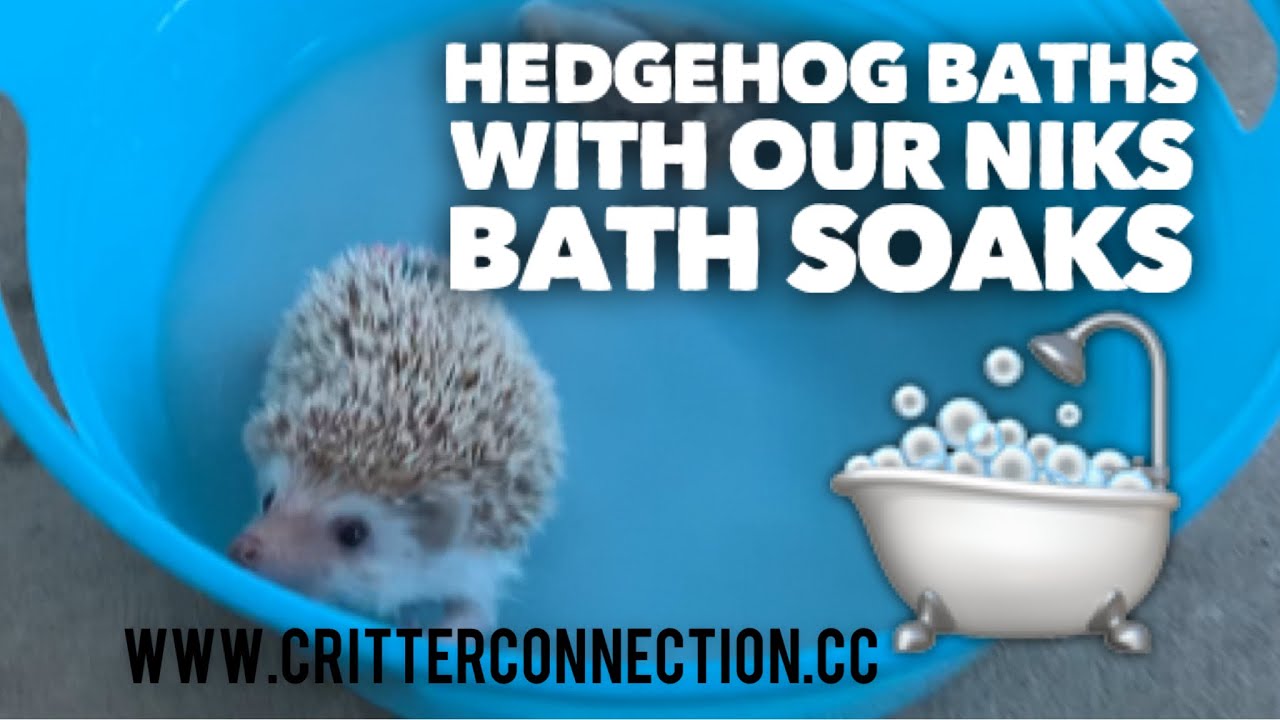 Detail Oatmeal Bath For Hedgehog Nomer 39
