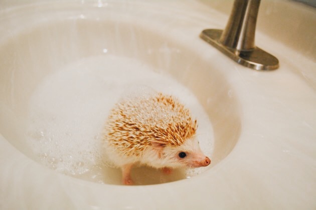 Detail Oatmeal Bath For Hedgehog Nomer 41