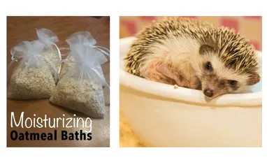 Detail Oatmeal Bath For Hedgehog Nomer 44