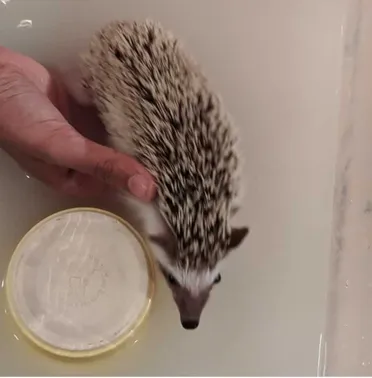 Detail Oatmeal Bath For Hedgehog Nomer 6