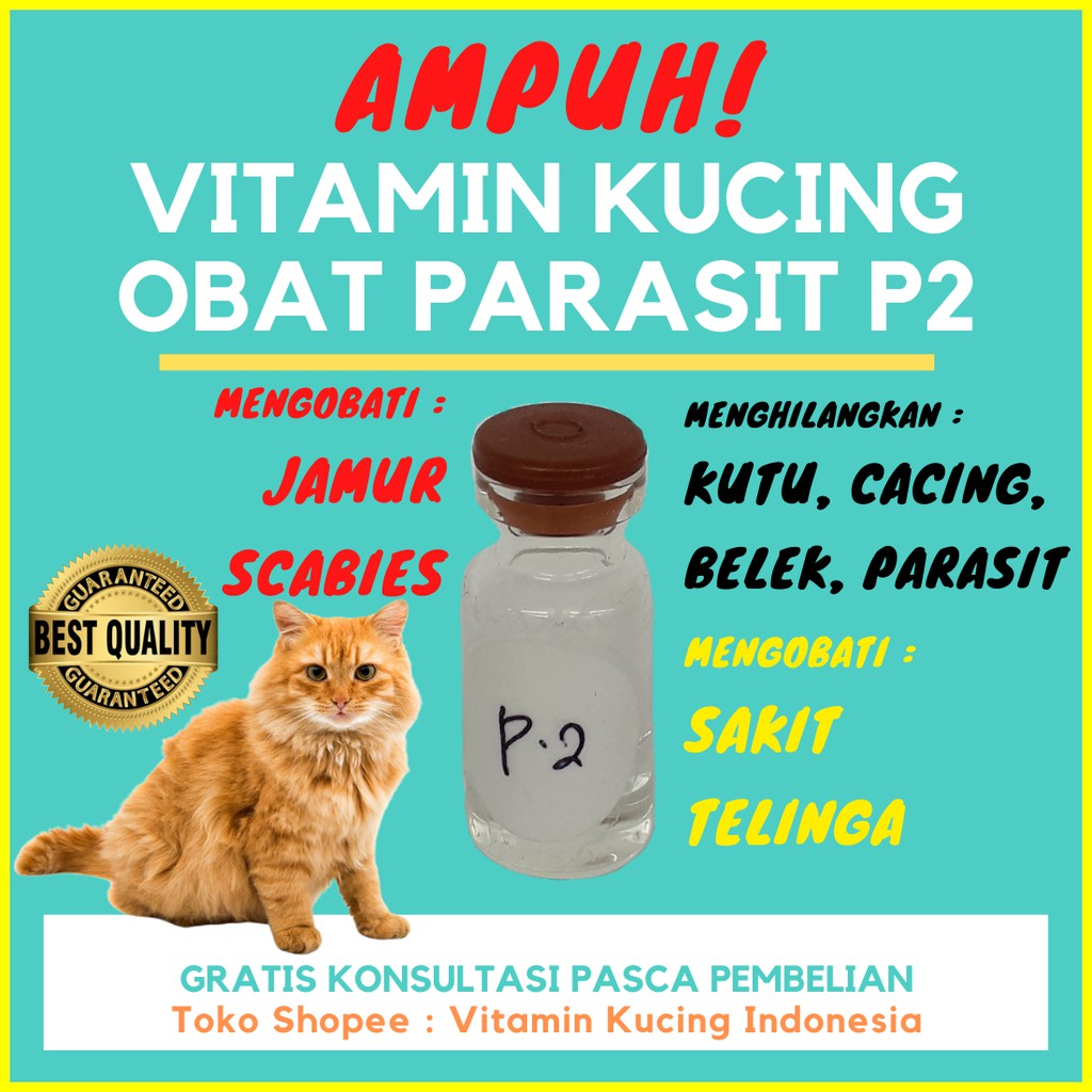 Detail Obat Jamur Kucing Persia Nomer 14