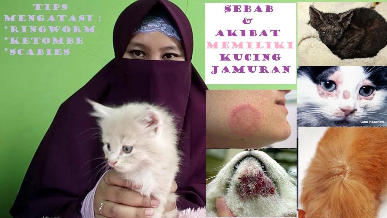 Detail Obat Jamur Kucing Persia Nomer 17