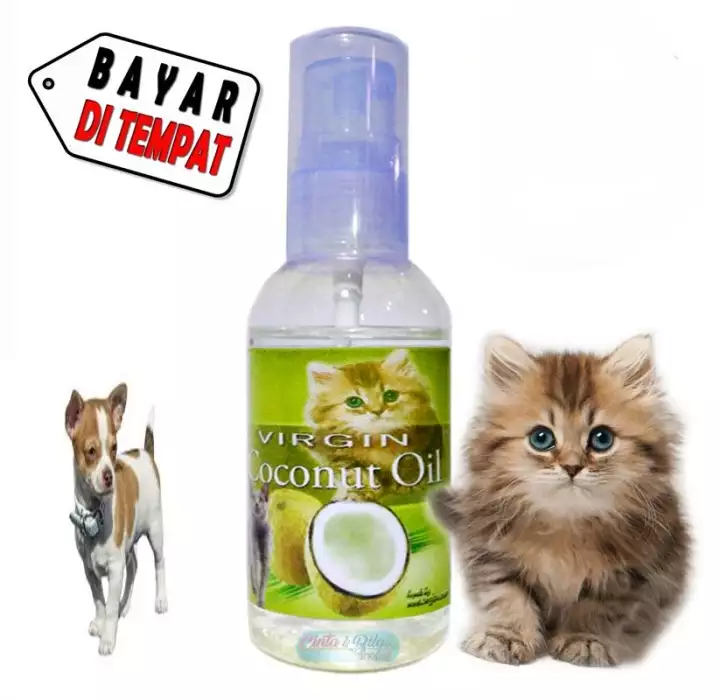 Detail Obat Jamur Kucing Persia Nomer 19