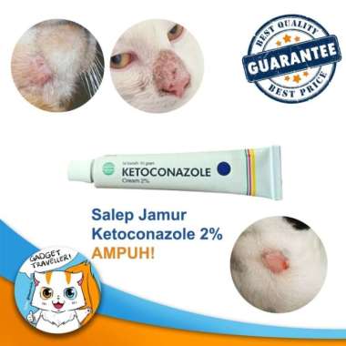 Download Obat Jamur Kucing Persia Nomer 5