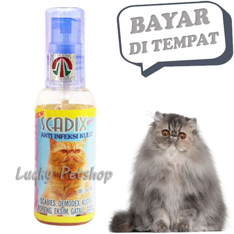 Detail Obat Jamur Kucing Persia Nomer 38