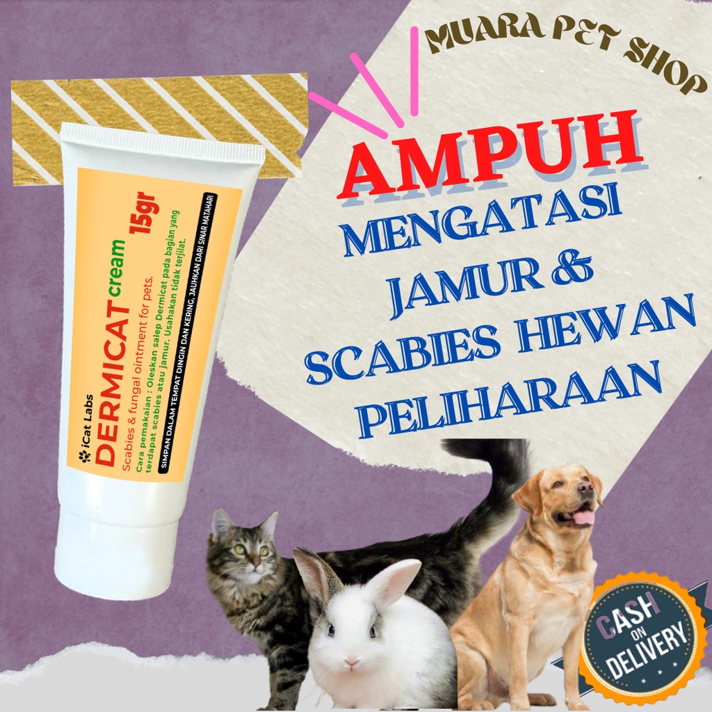 Detail Obat Jamur Kucing Persia Nomer 40