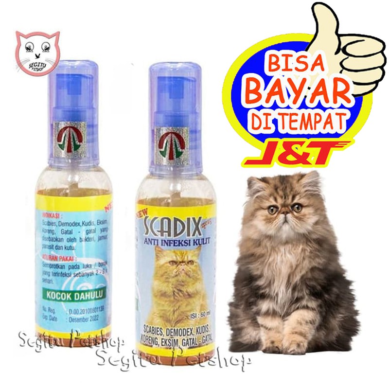 Detail Obat Jamur Kucing Persia Nomer 44