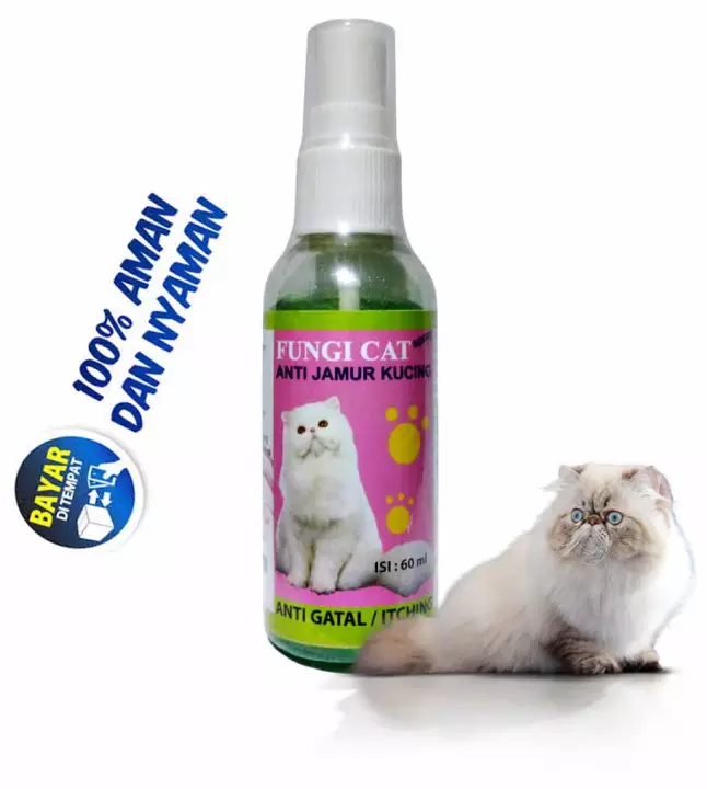 Detail Obat Jamur Kucing Persia Nomer 51