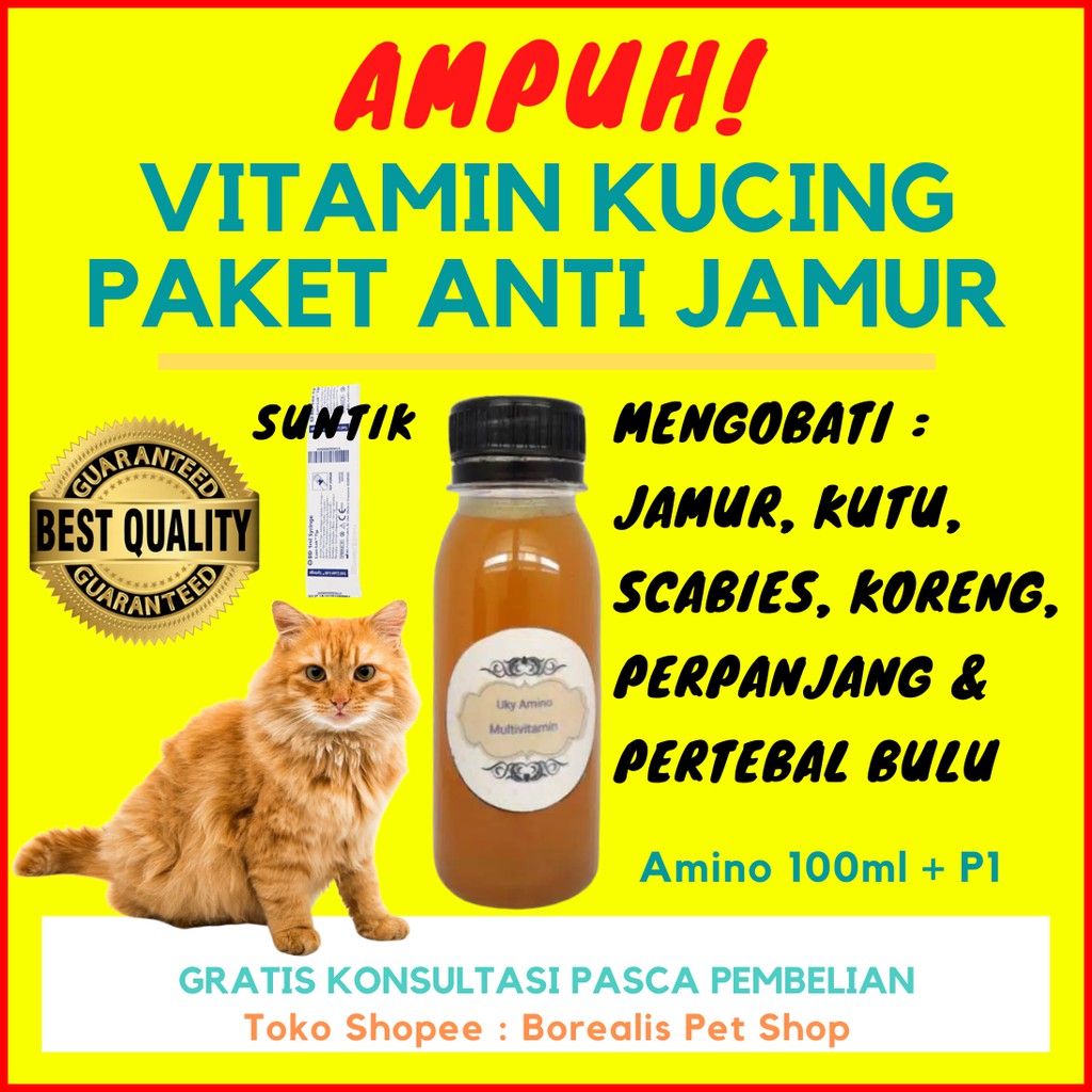 Detail Obat Jamur Kucing Persia Nomer 8