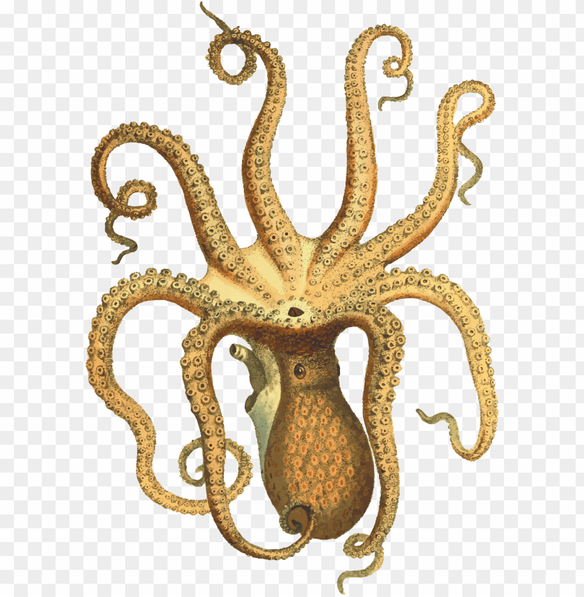 Detail Octopus Download Nomer 13