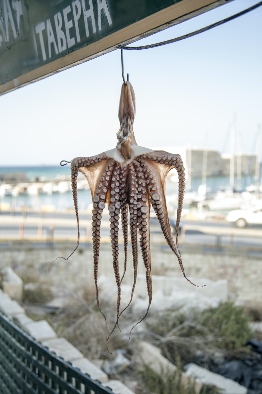 Detail Octopus Download Nomer 15
