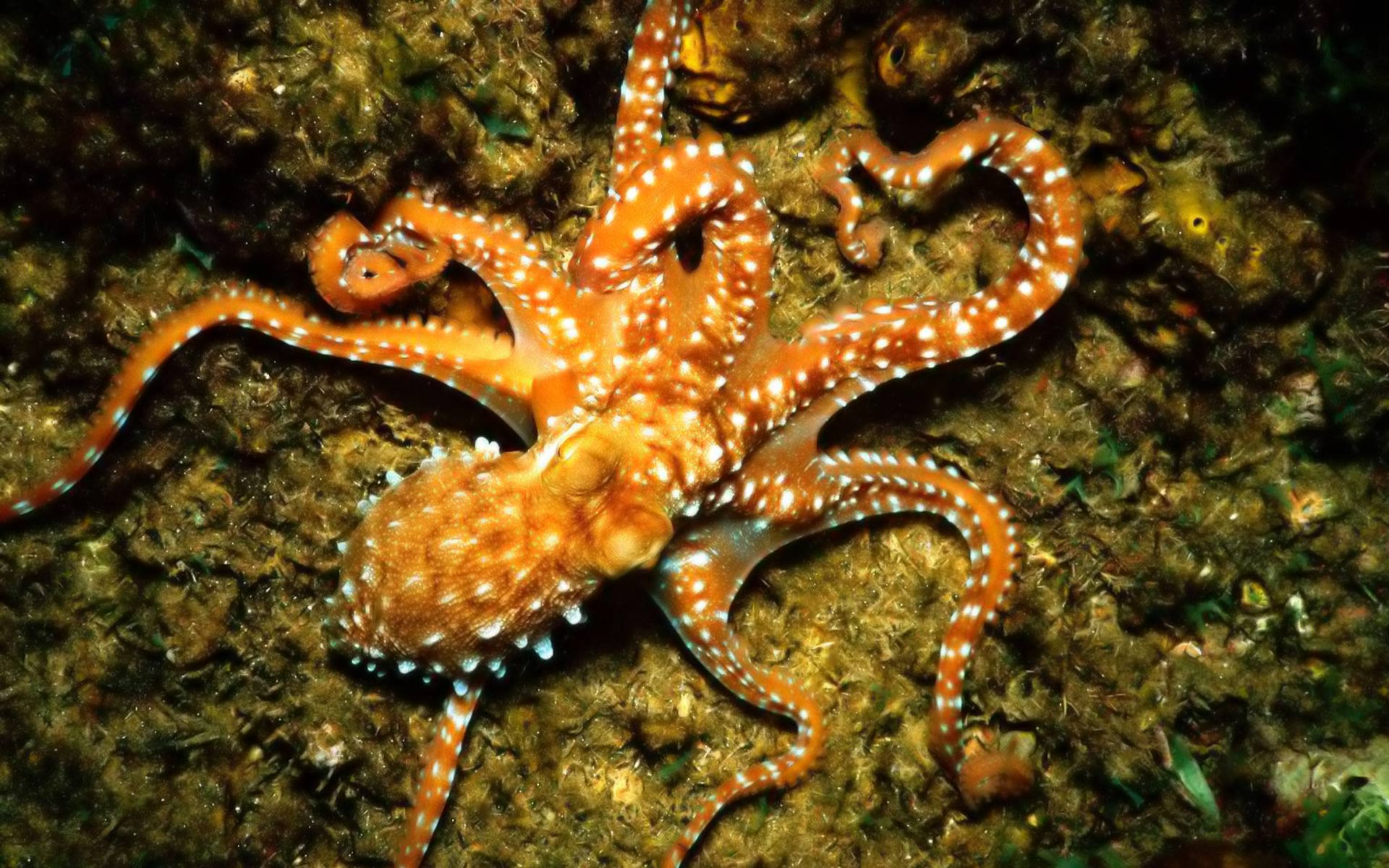 Detail Octopus Download Nomer 17