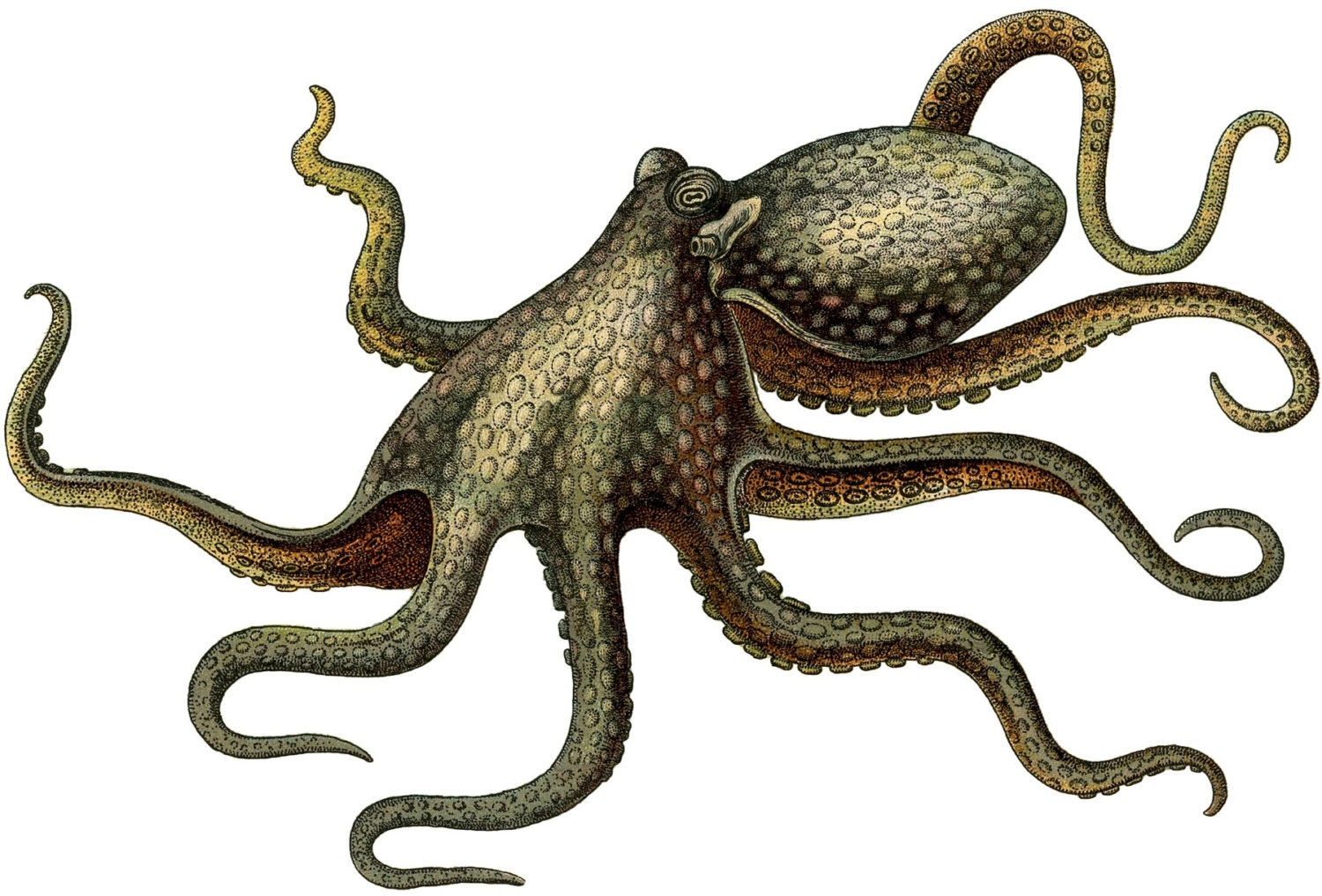 Detail Octopus Download Nomer 19