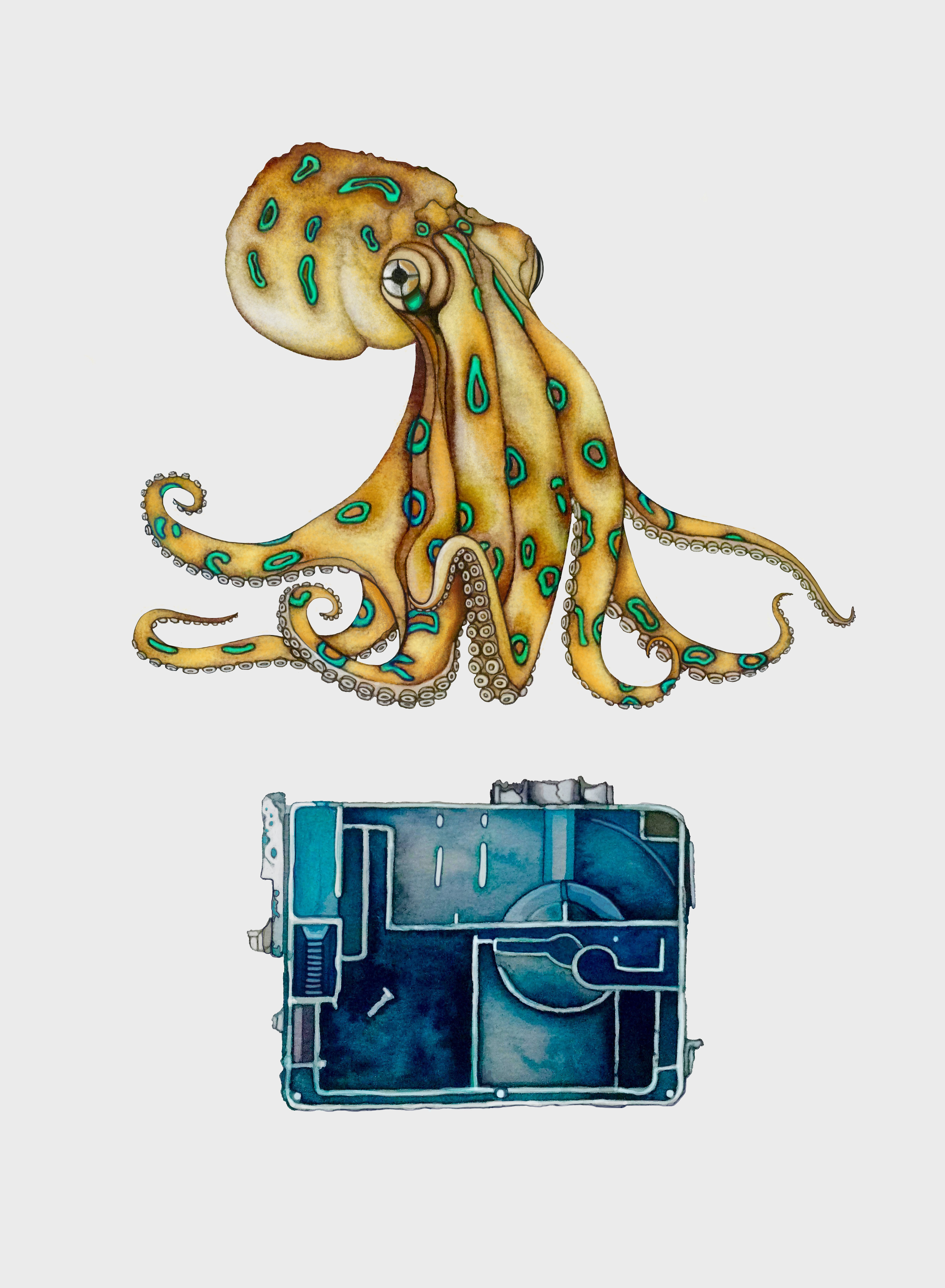 Detail Octopus Download Nomer 21