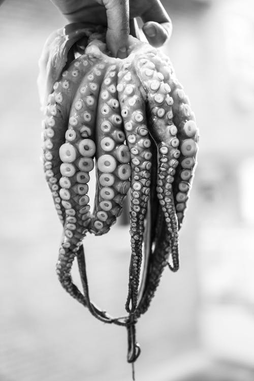 Detail Octopus Download Nomer 31