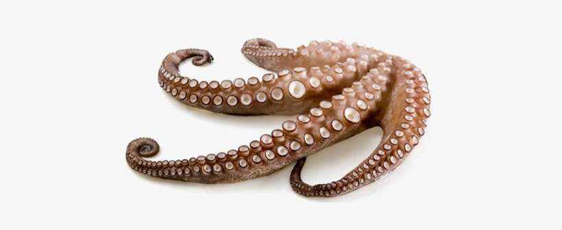 Detail Octopus Download Nomer 32