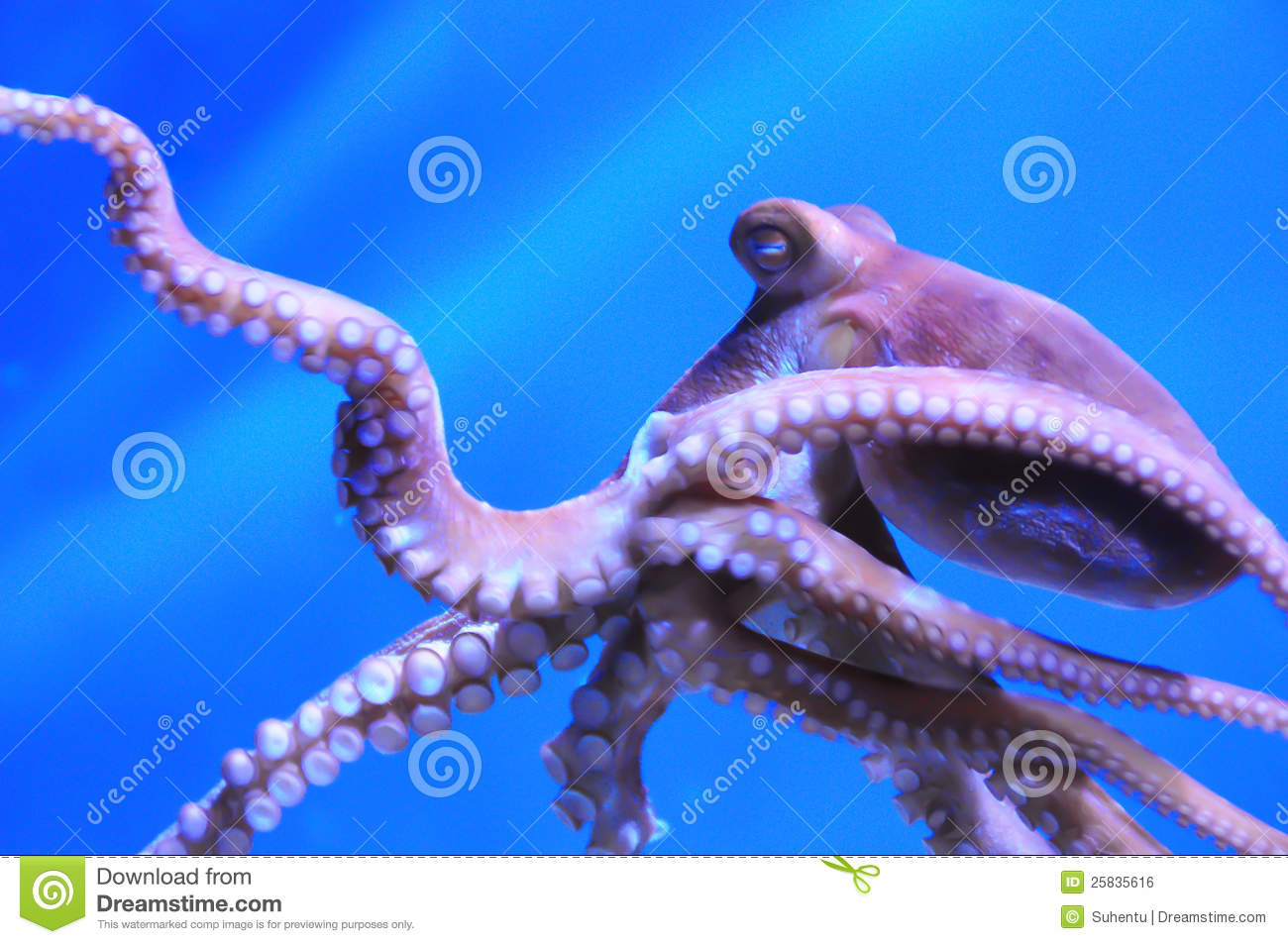 Detail Octopus Download Nomer 33
