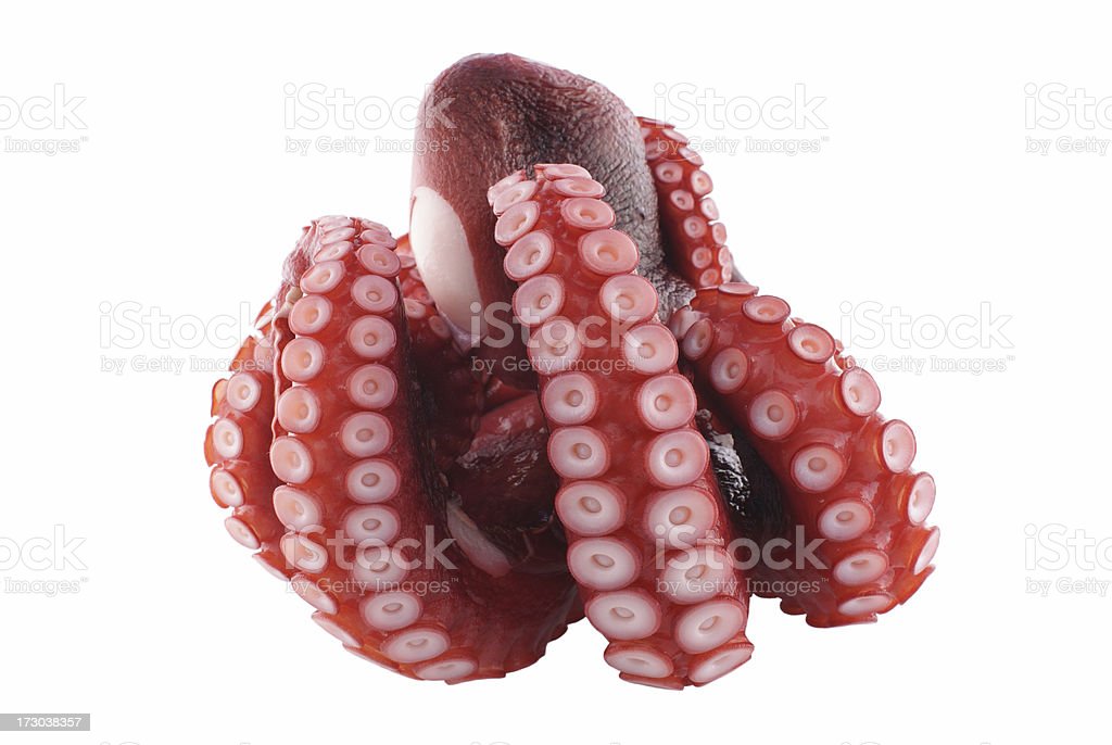 Detail Octopus Download Nomer 36
