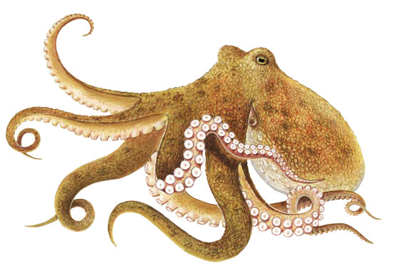 Detail Octopus Download Nomer 5