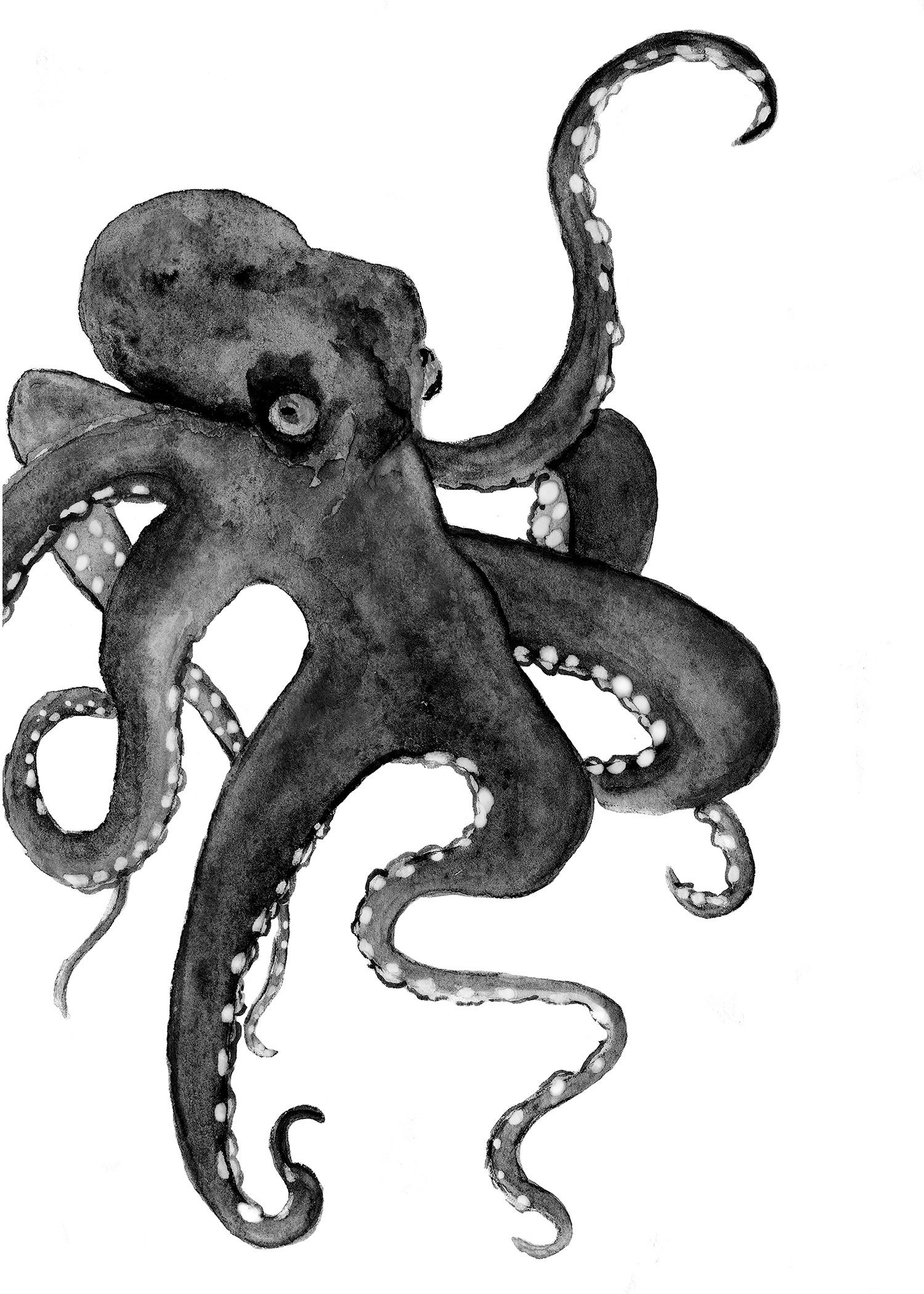 Detail Octopus Download Nomer 40